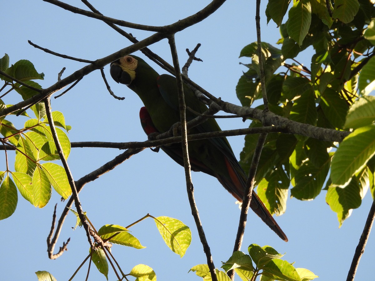 Chestnut-fronted Macaw - ML646364783