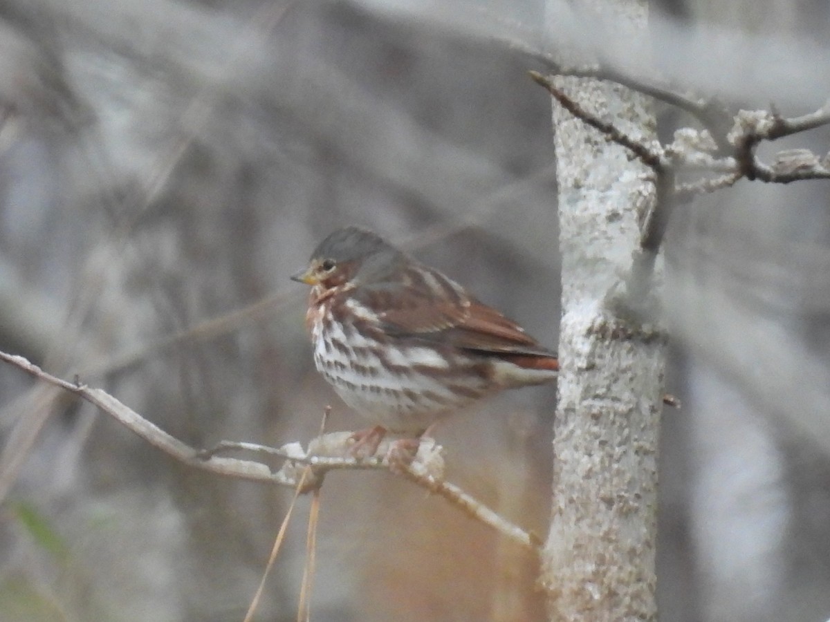 Fox Sparrow - ML646364784