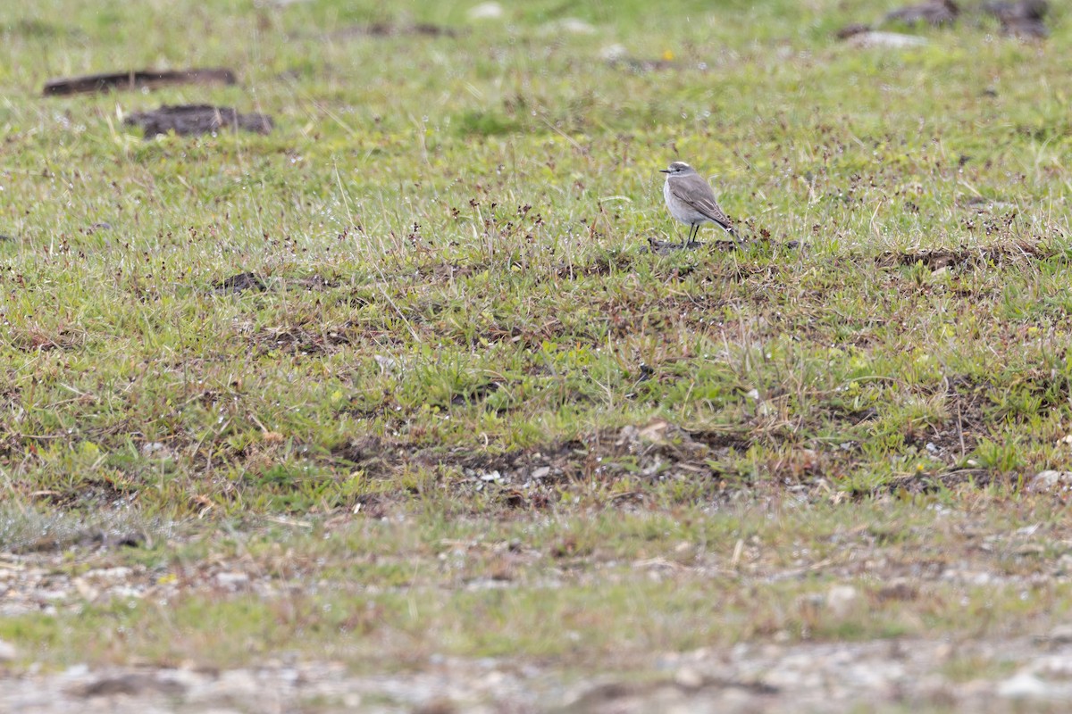 Ochre-naped Ground-Tyrant - ML646364787