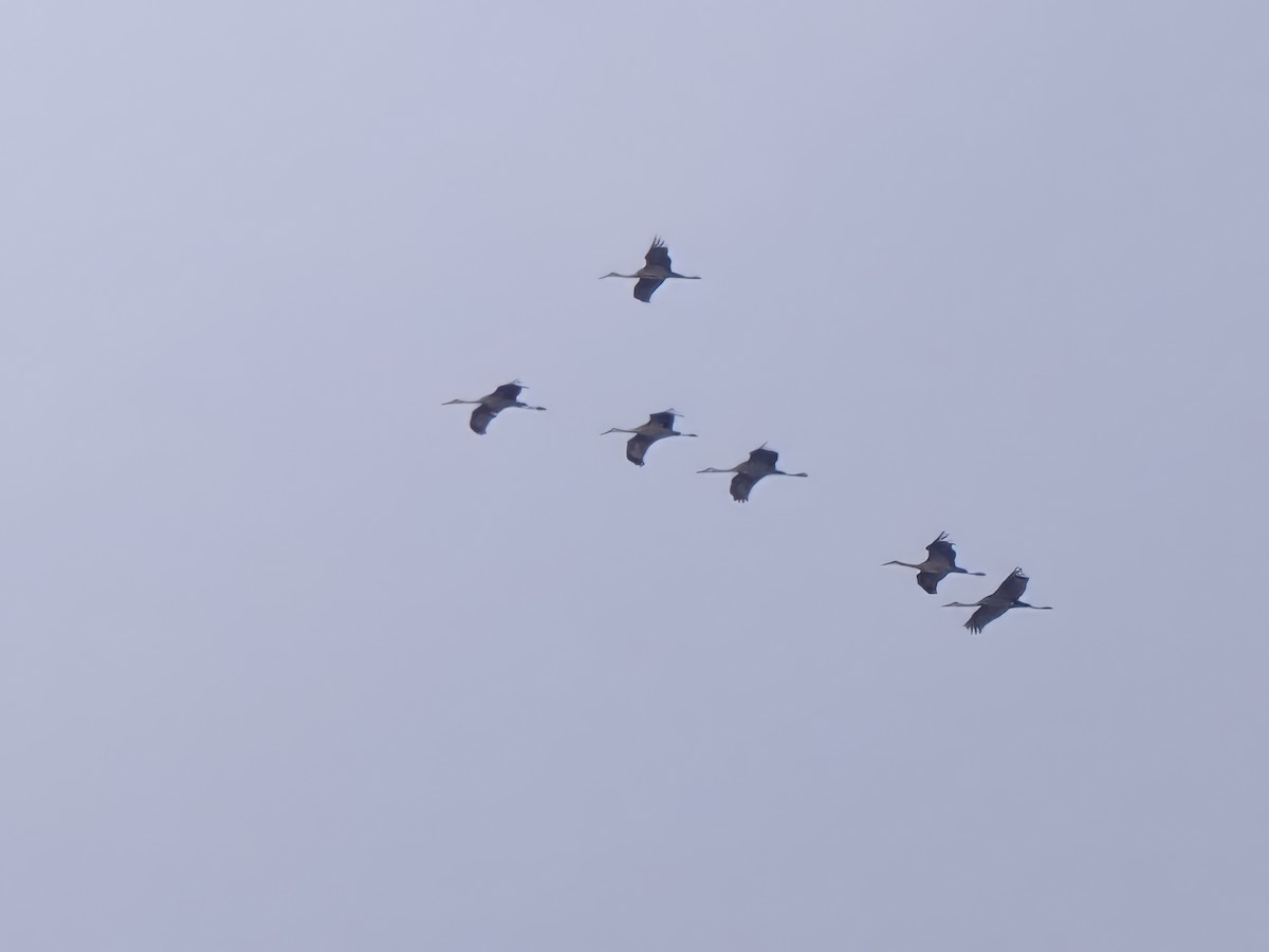 Sandhill Crane - ML646364788