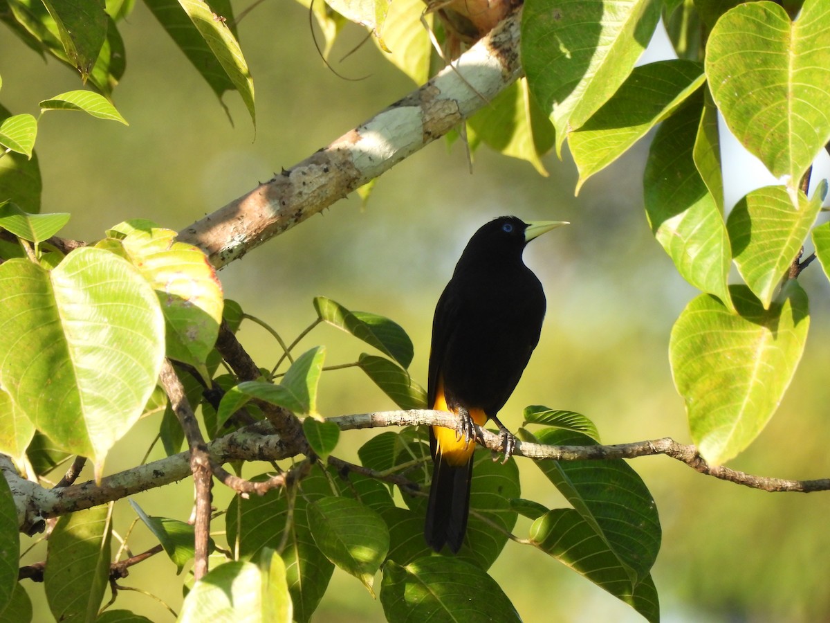 Yellow-rumped Cacique - ML646364792