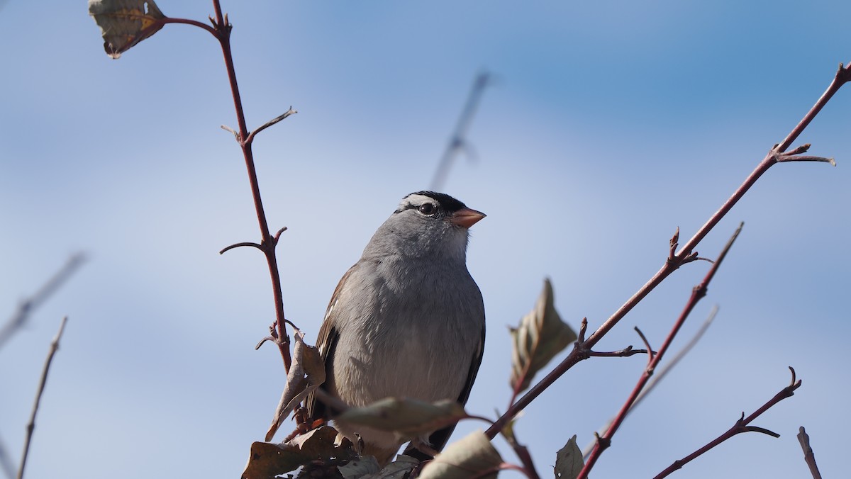 White-crowned Sparrow - ML646364794