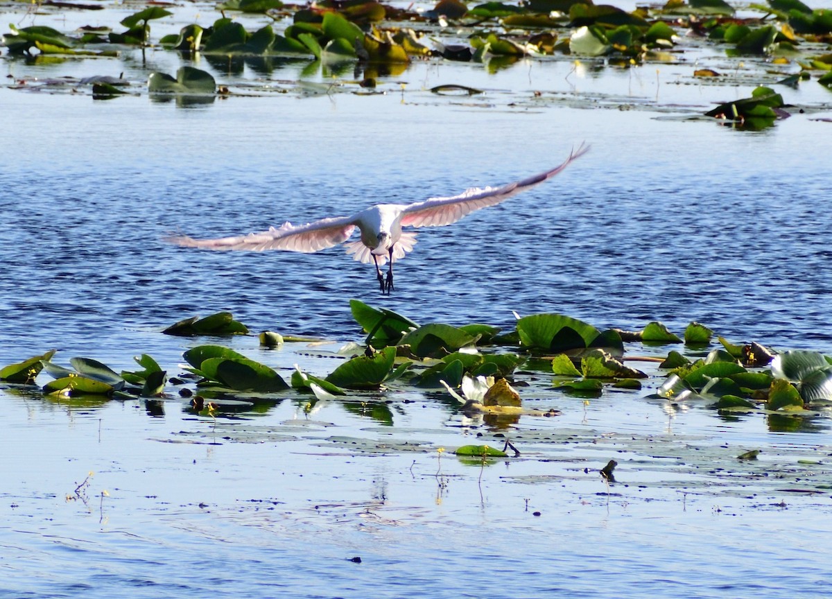 Espátula Rosada - ML646364796