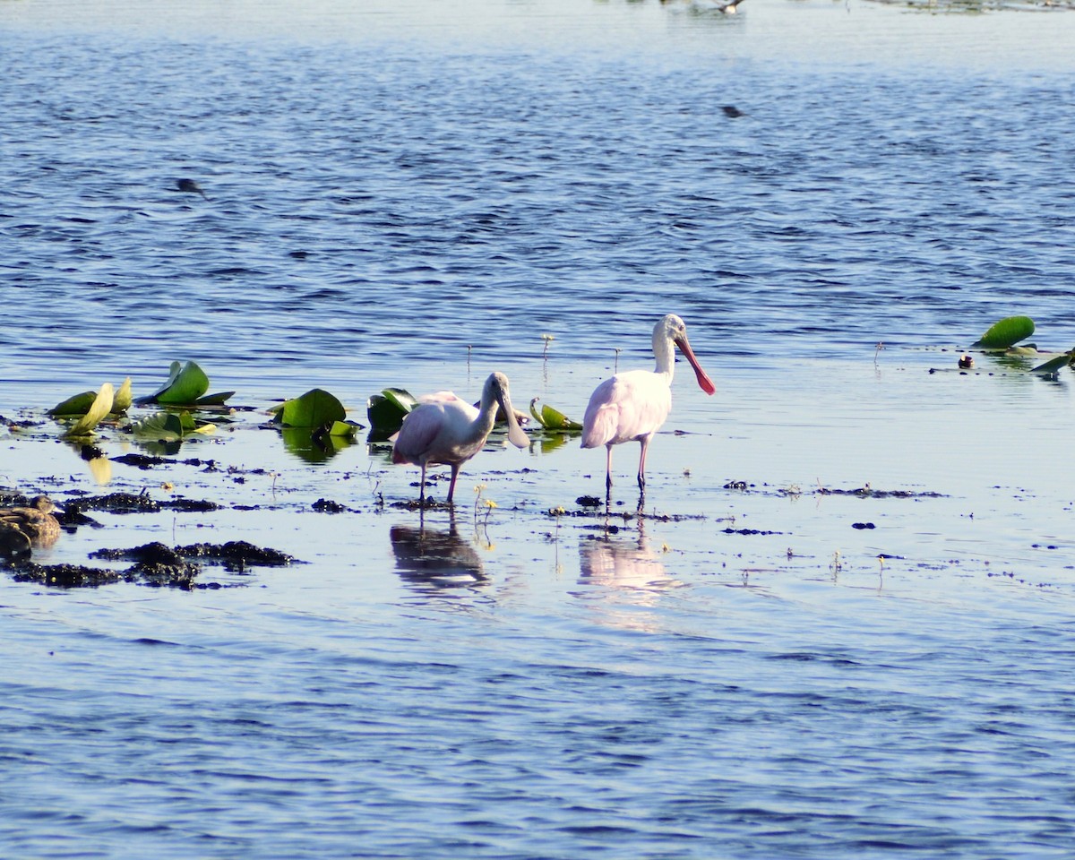 Espátula Rosada - ML646364797