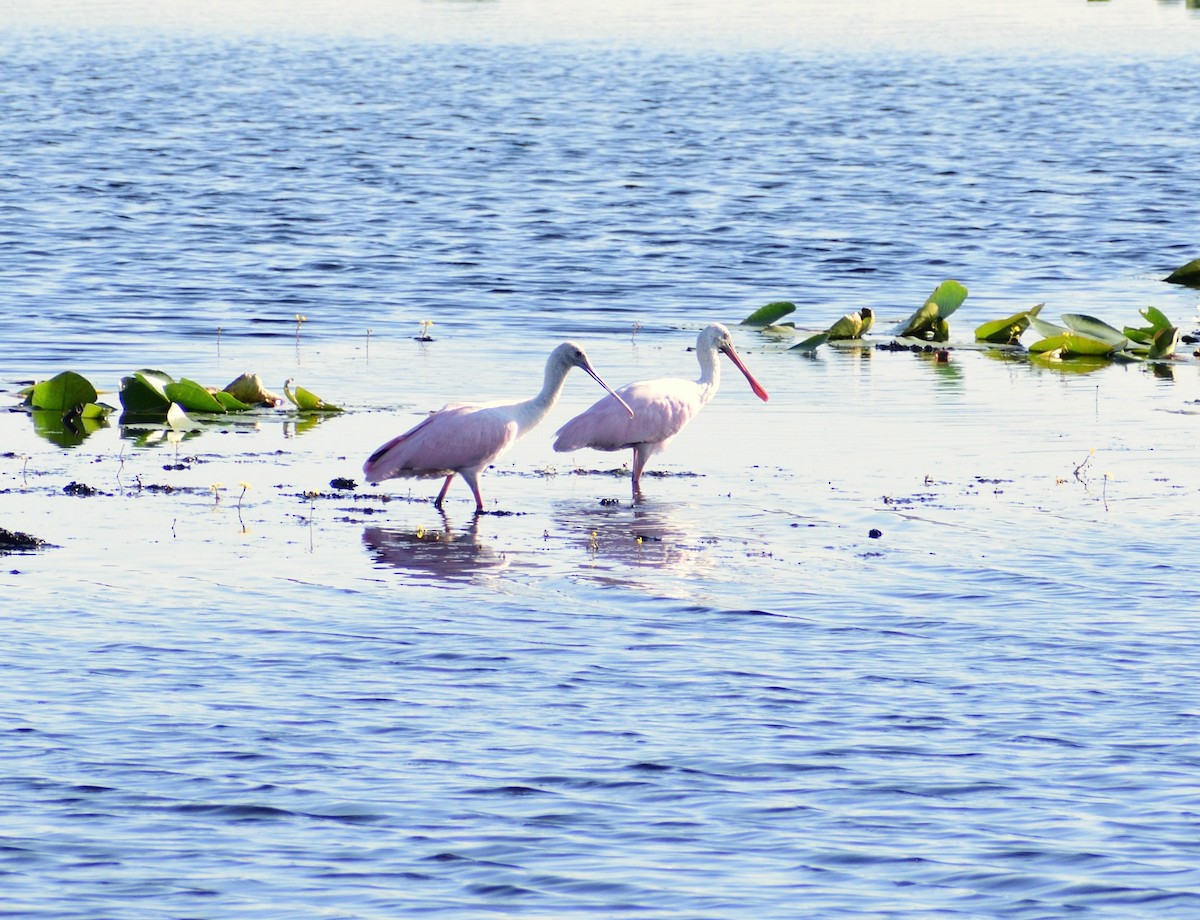 Espátula Rosada - ML646364798