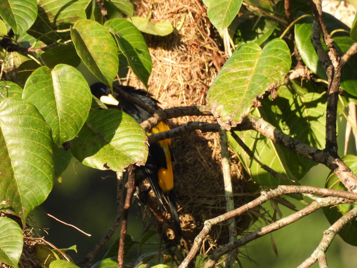 Yellow-rumped Cacique - ML646364827
