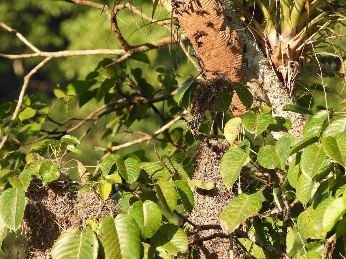 Yellow-rumped Cacique - ML646364828