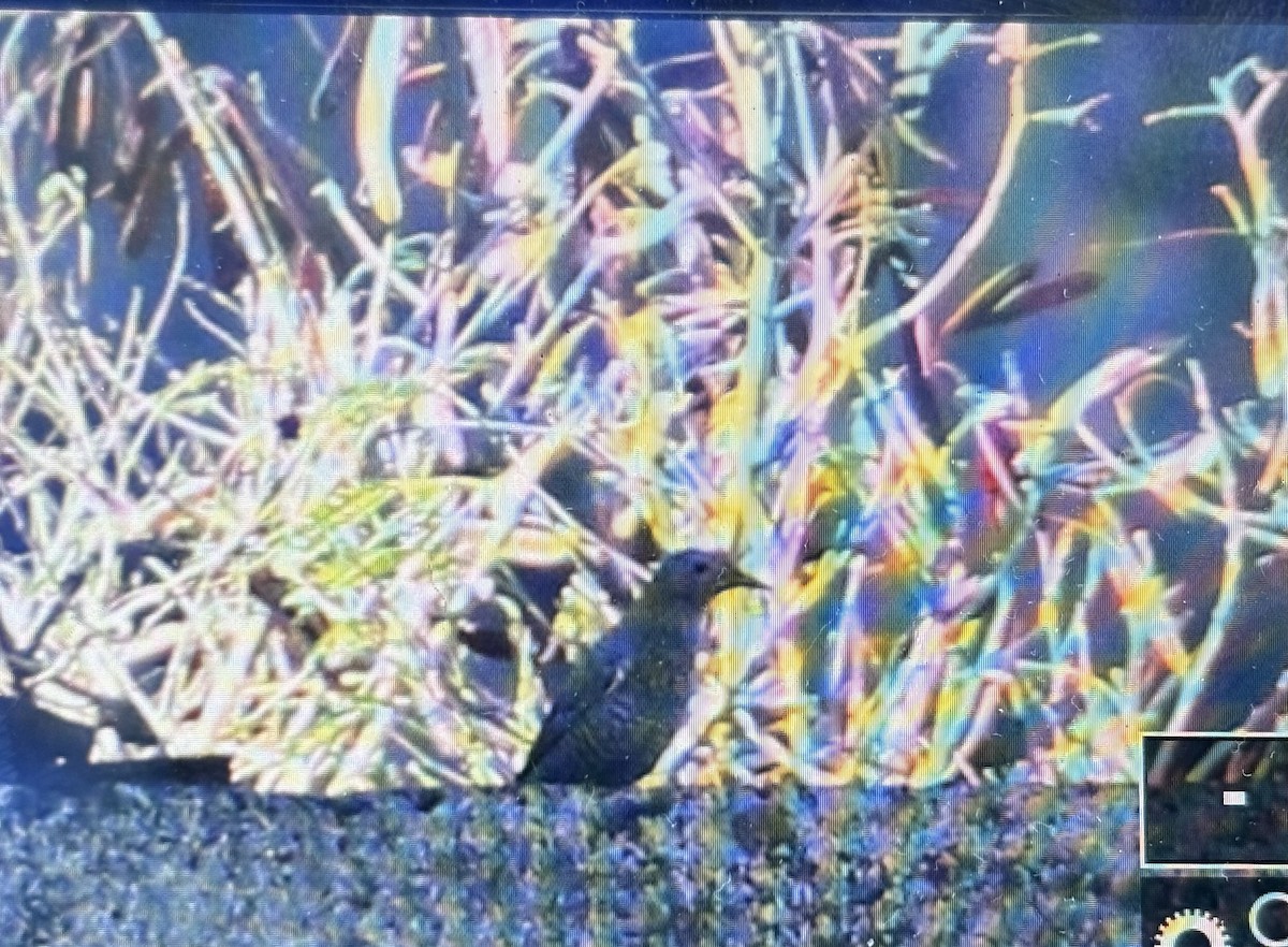 skalník modrý - ML646364830