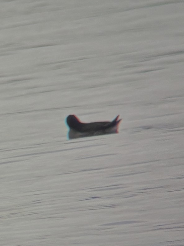 alcid sp. - ML646364836