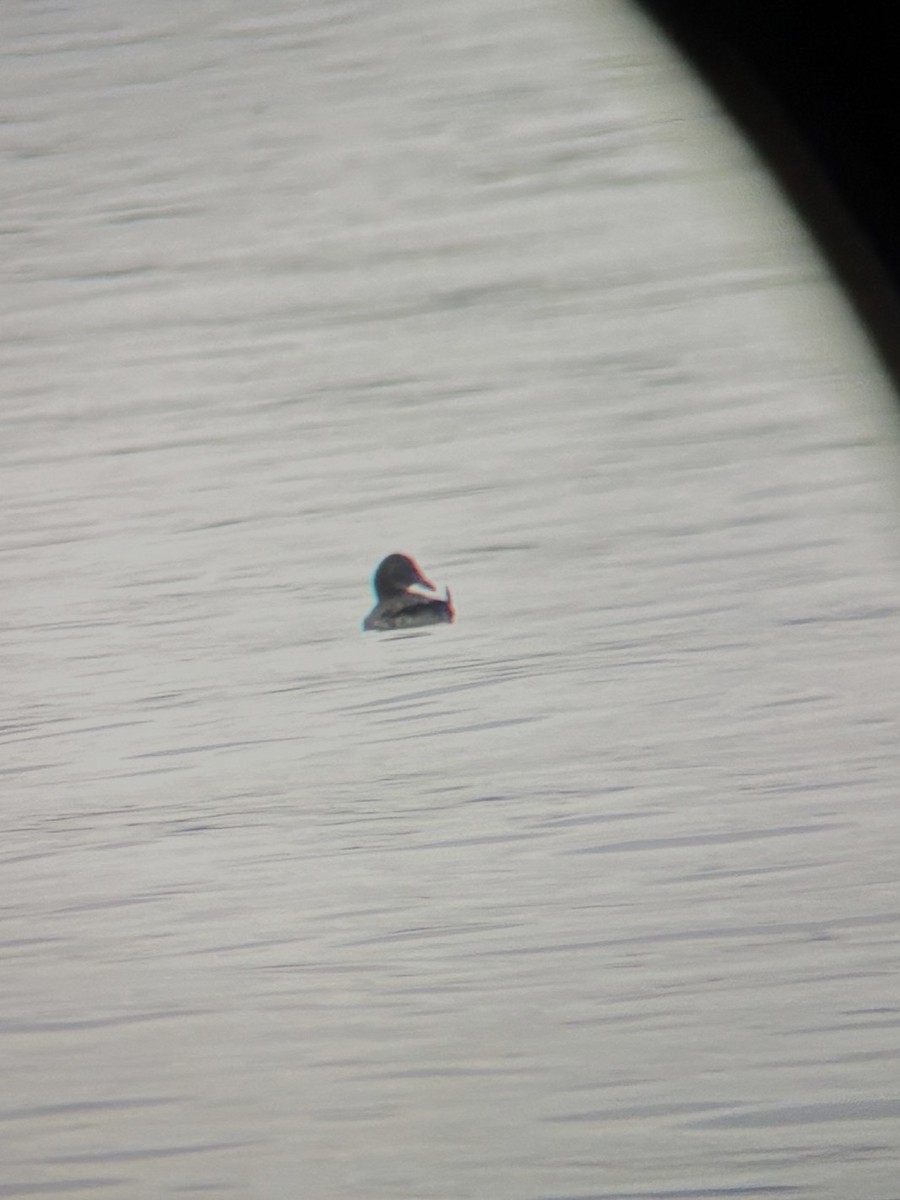 alcid sp. - ML646364837