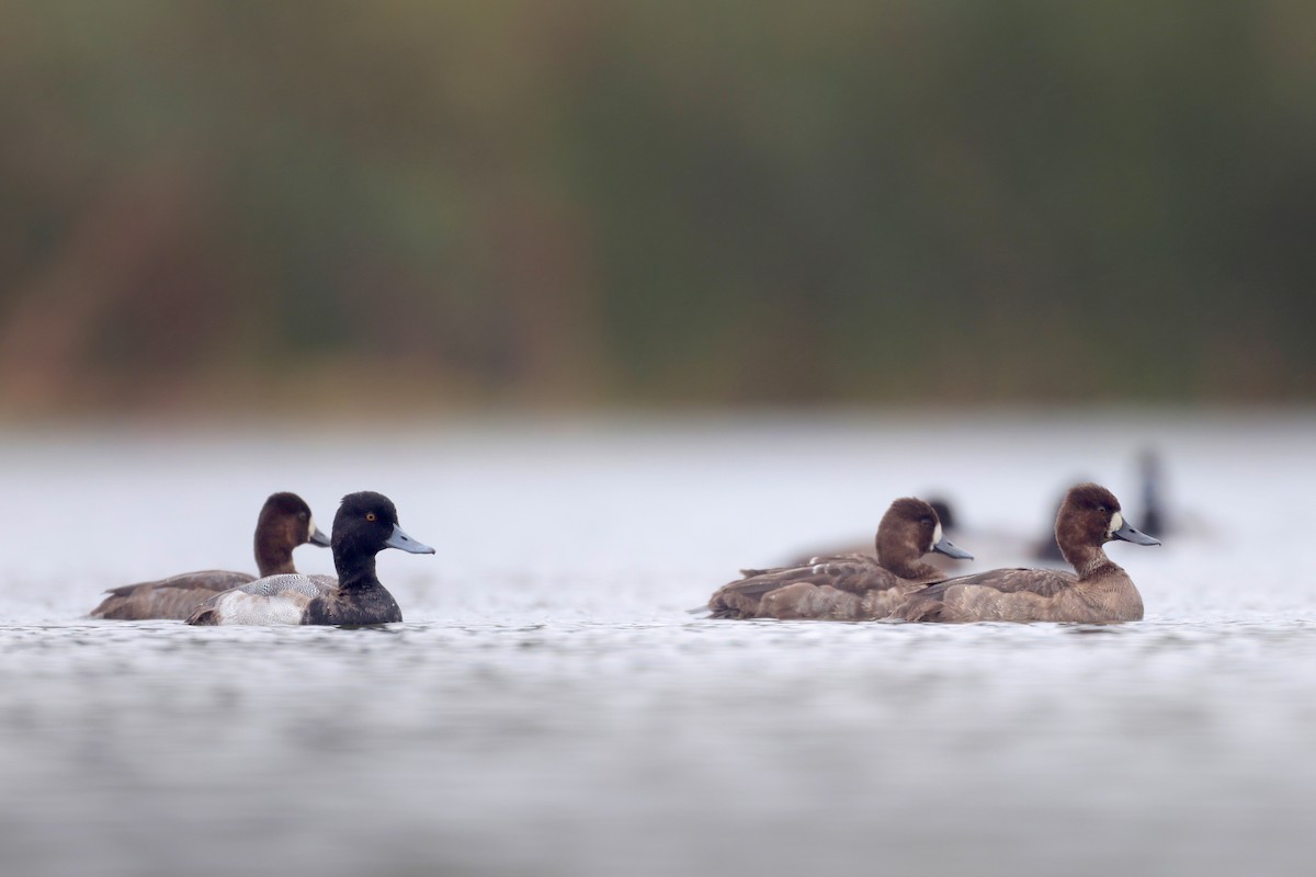 Lesser Scaup - ML646364839