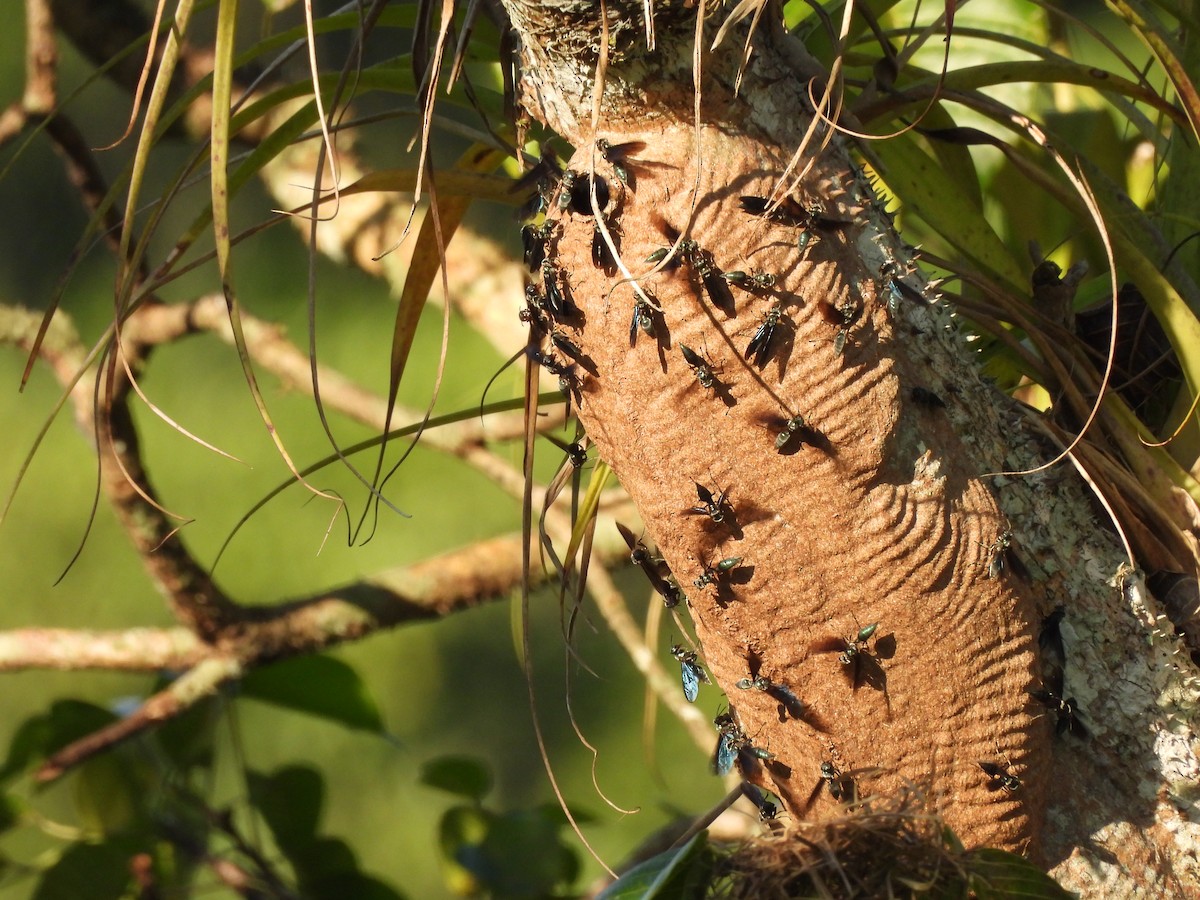 Yellow-rumped Cacique - ML646364840