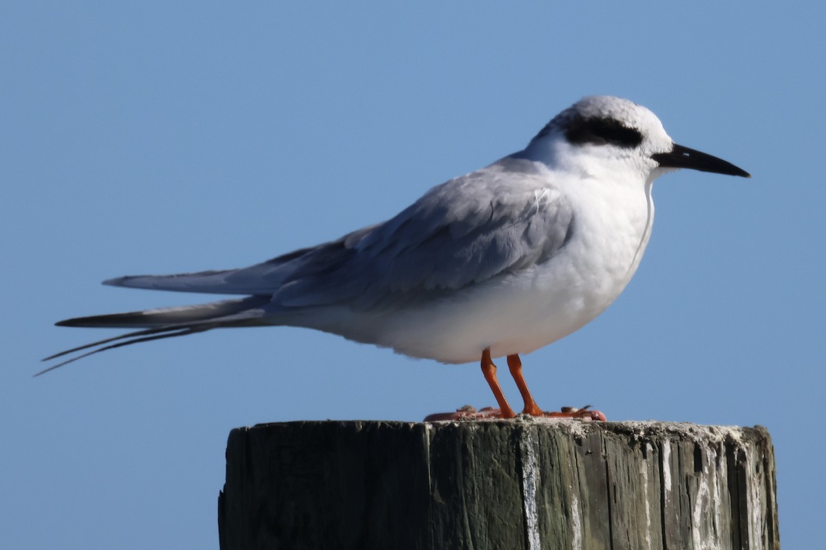 Forster's Tern - ML646364844