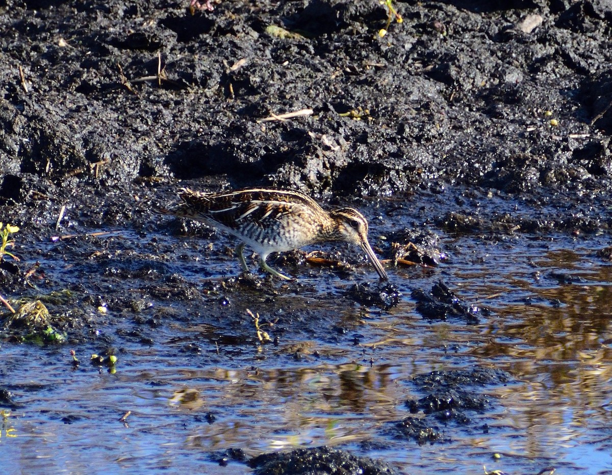 アメリカタシギ - ML646364847