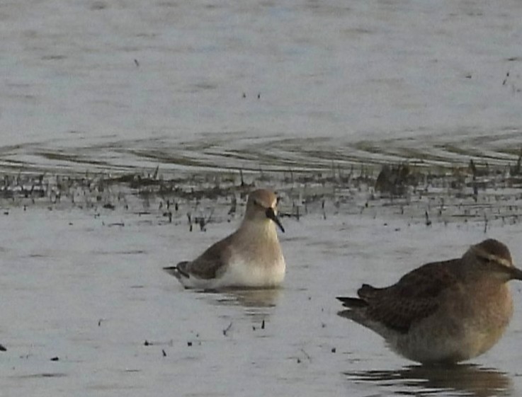 黑腹濱鷸 - ML646364851