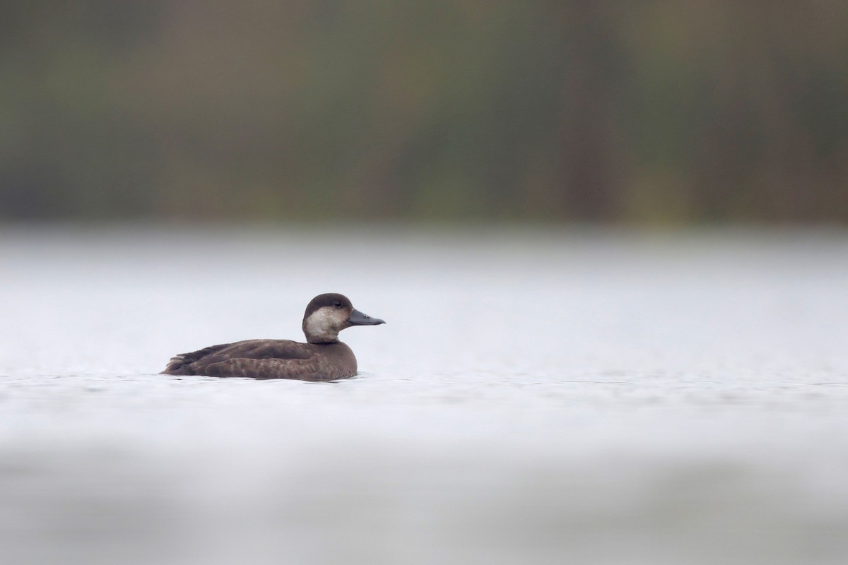 Black Scoter - ML646364859