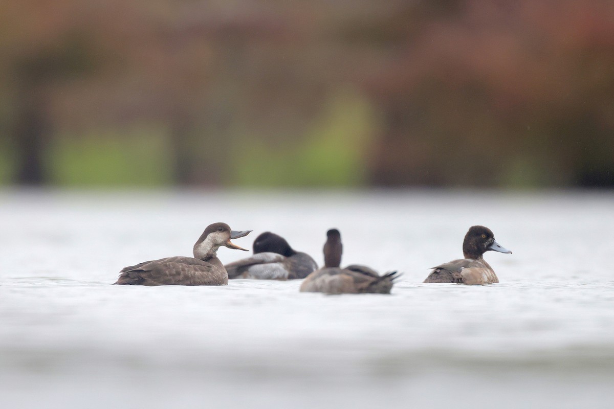 Black Scoter - ML646364860