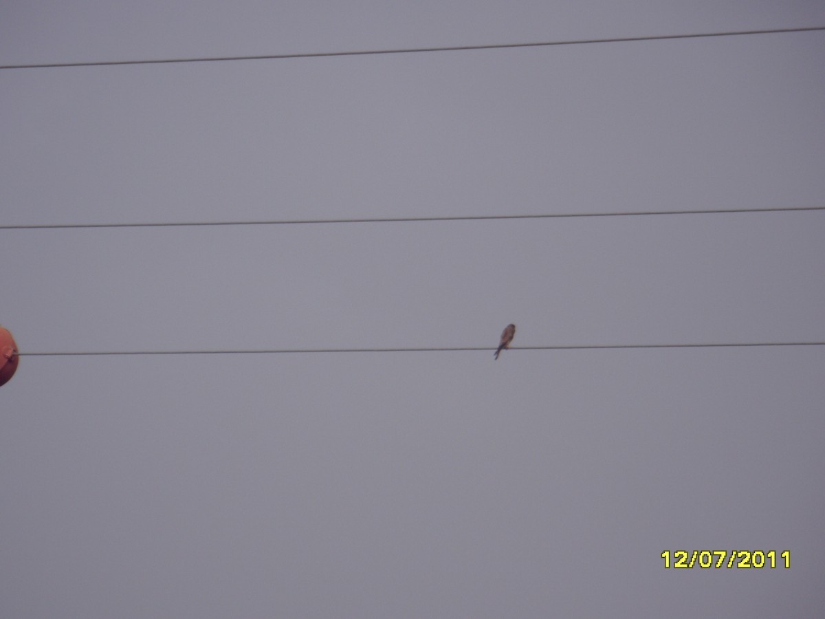 poštolka obecná - ML646364862