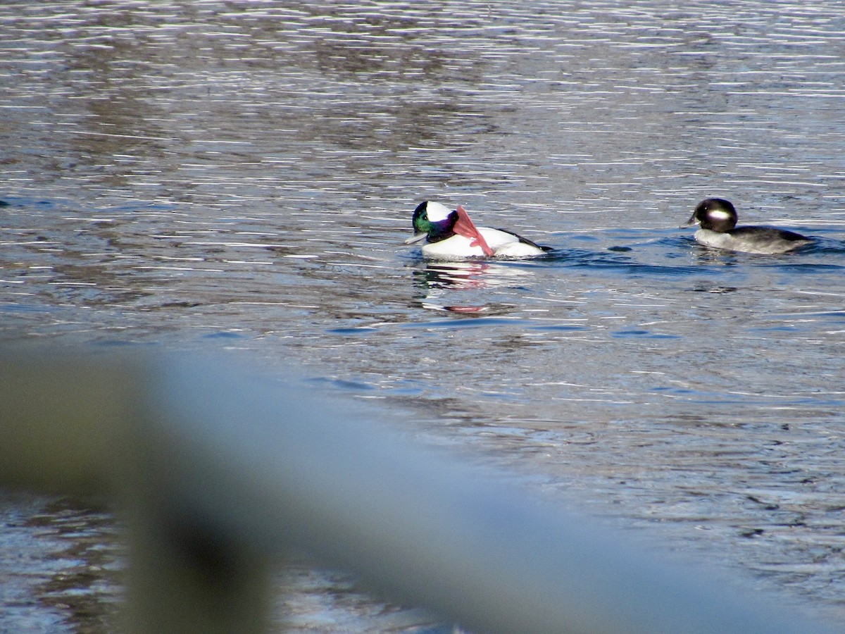 Bufflehead - ML646364886