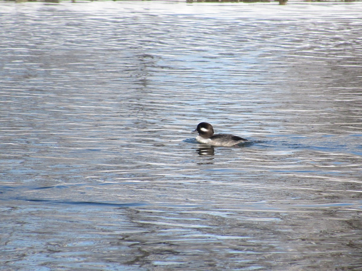 Bufflehead - ML646364887