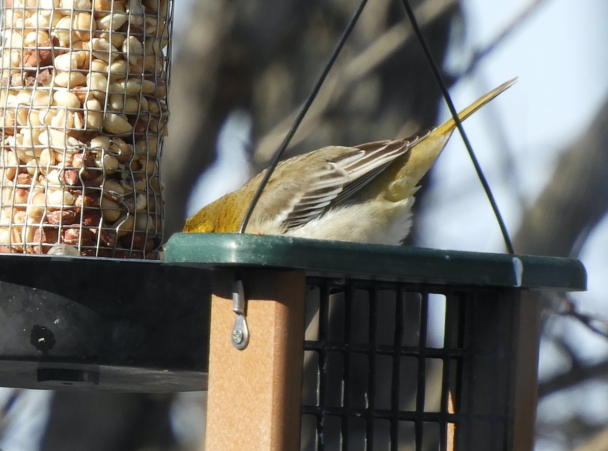 Bullock's Oriole - ML646364889
