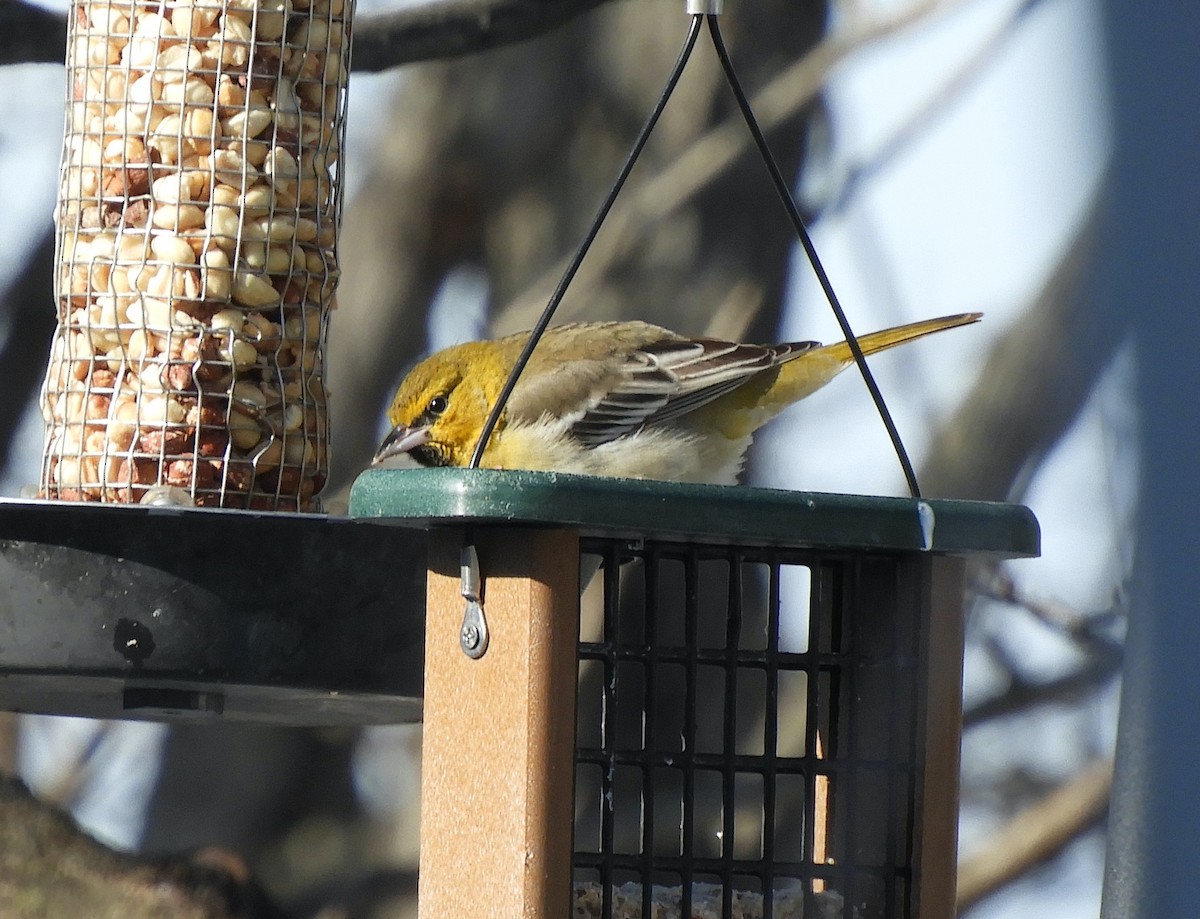 Bullock's Oriole - ML646364890