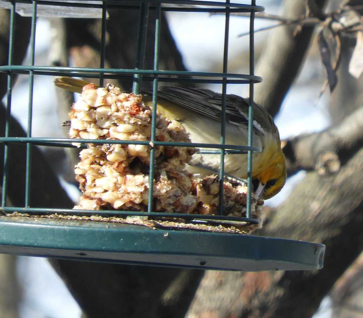 Bullock's Oriole - ML646364891