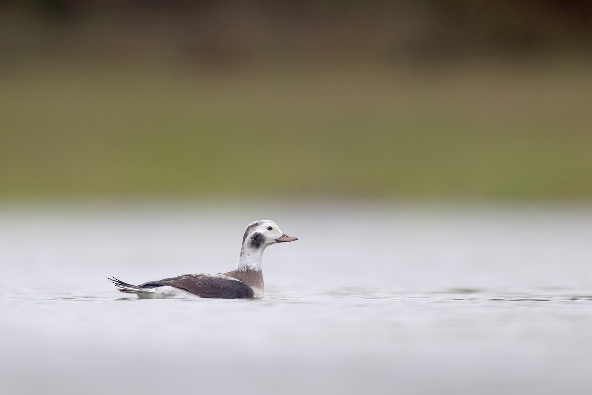 Long-tailed Duck - ML646364892