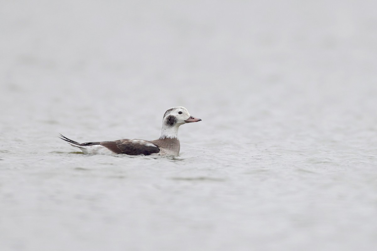 Long-tailed Duck - ML646364893