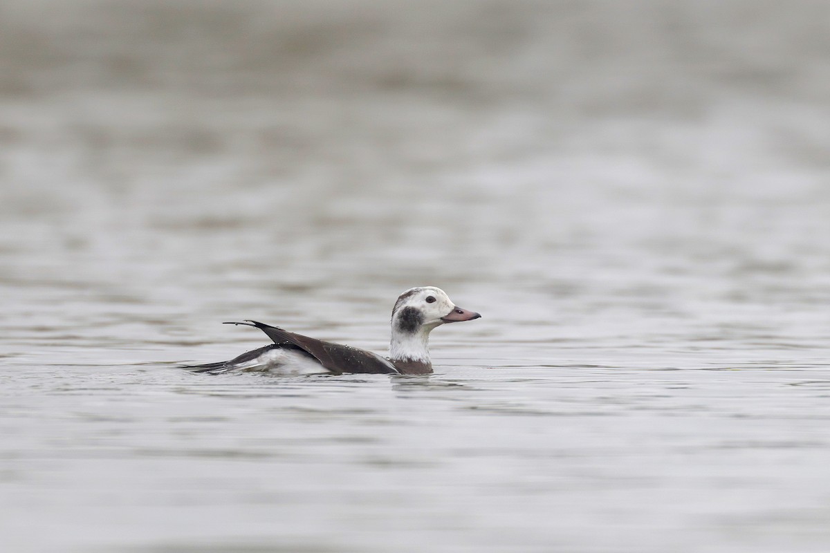 Long-tailed Duck - ML646364894