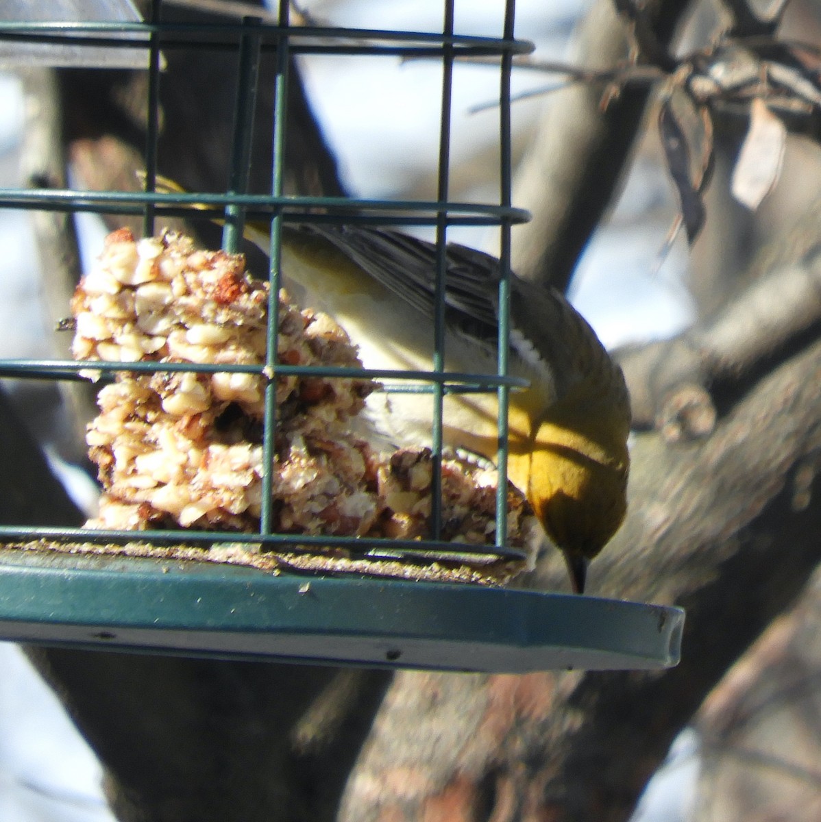 Bullock's Oriole - ML646364895