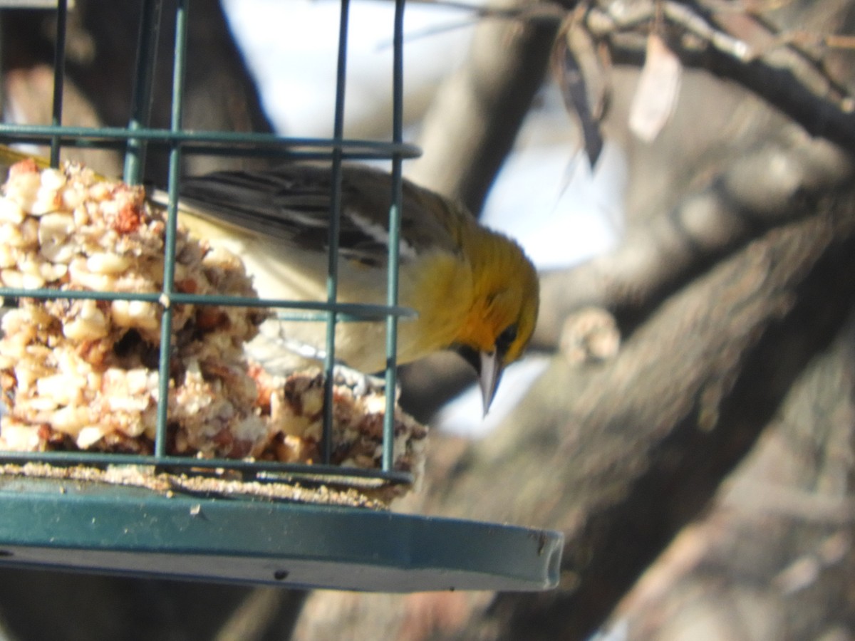 Bullock's Oriole - ML646364896