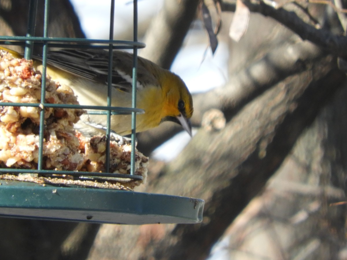 Bullock's Oriole - ML646364897