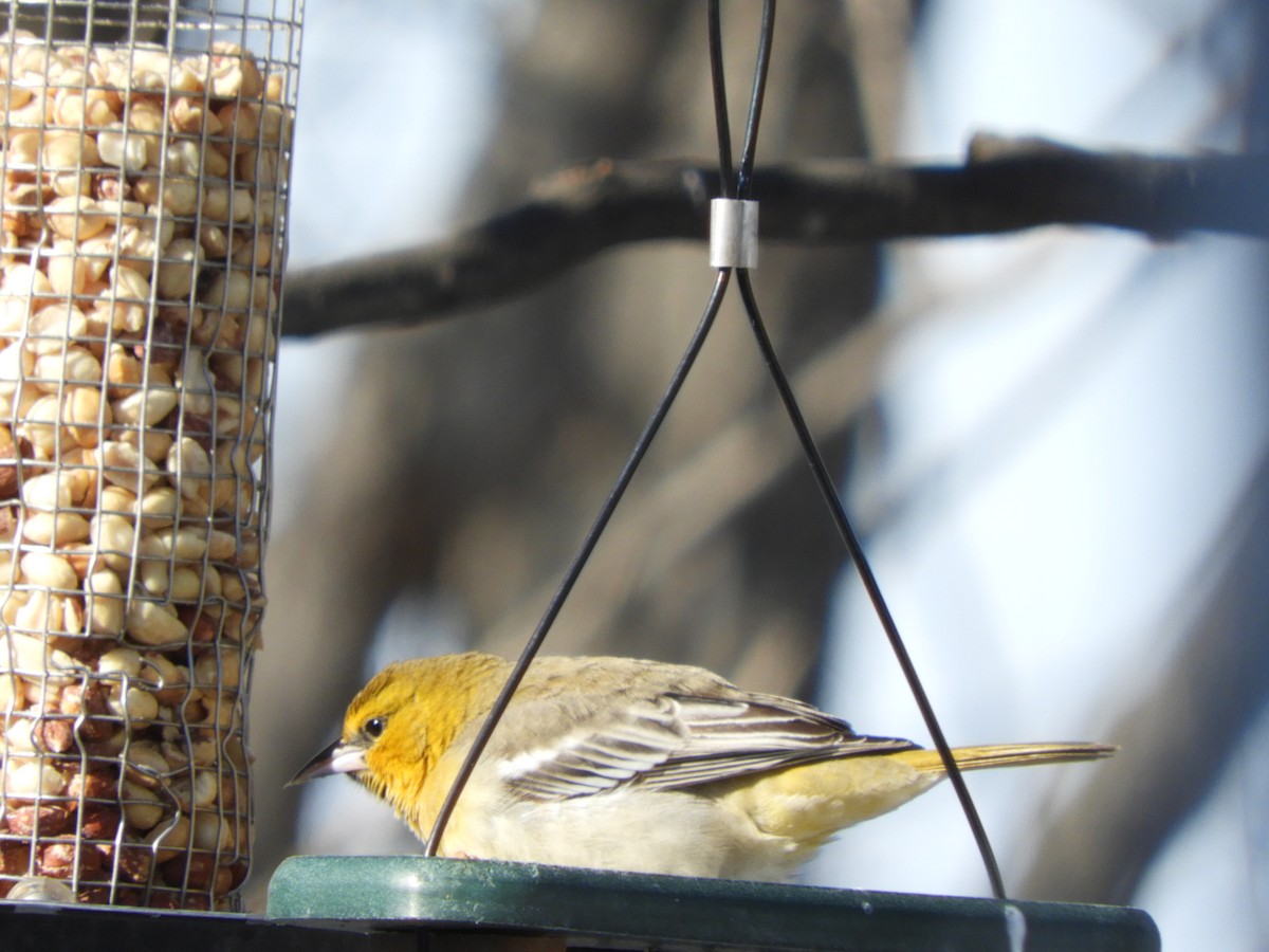 Bullock's Oriole - ML646364898