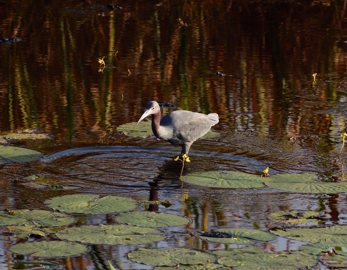 ヒメアカクロサギ - ML646364900