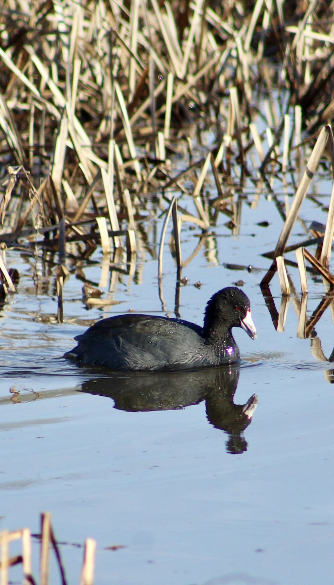 Лиска американська - ML646364907