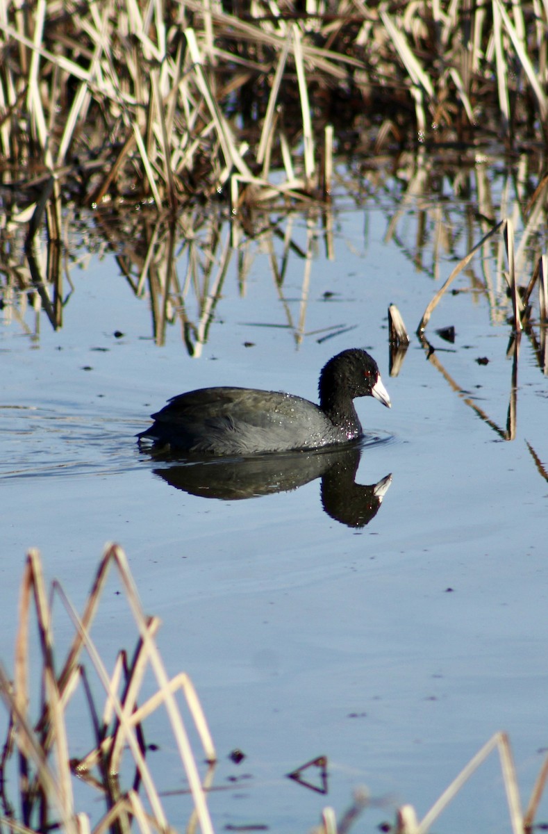 Лиска американська - ML646364908