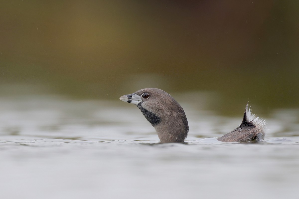Pied-billed Grebe - ML646364910