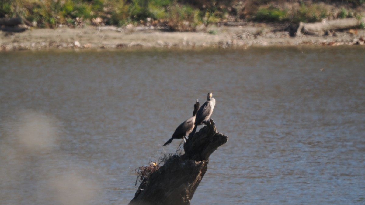 totoppskarv - ML646364913