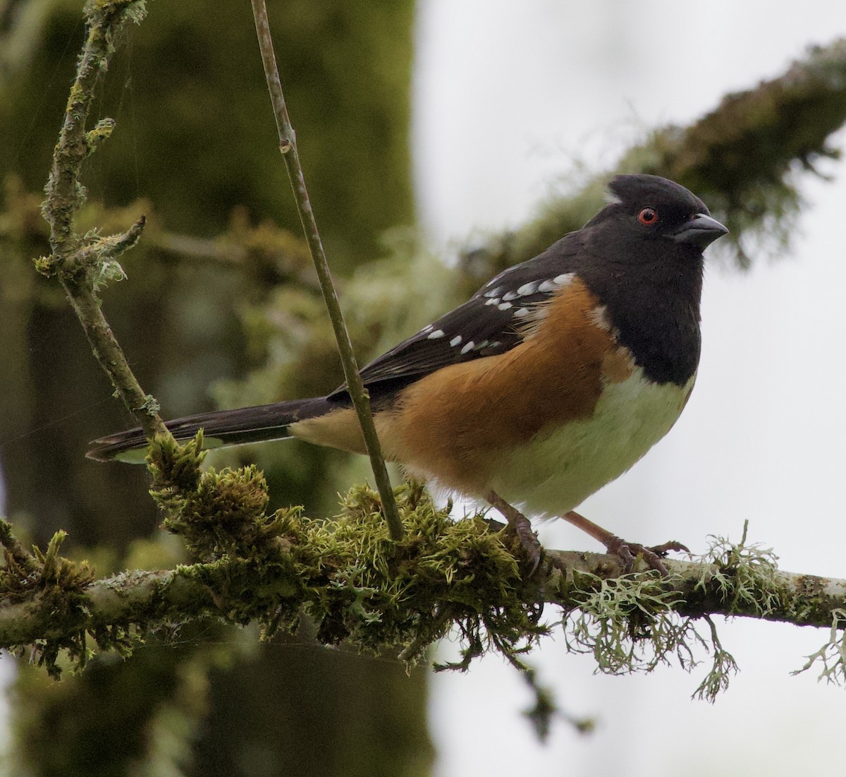 Spotted Towhee - ML646364915