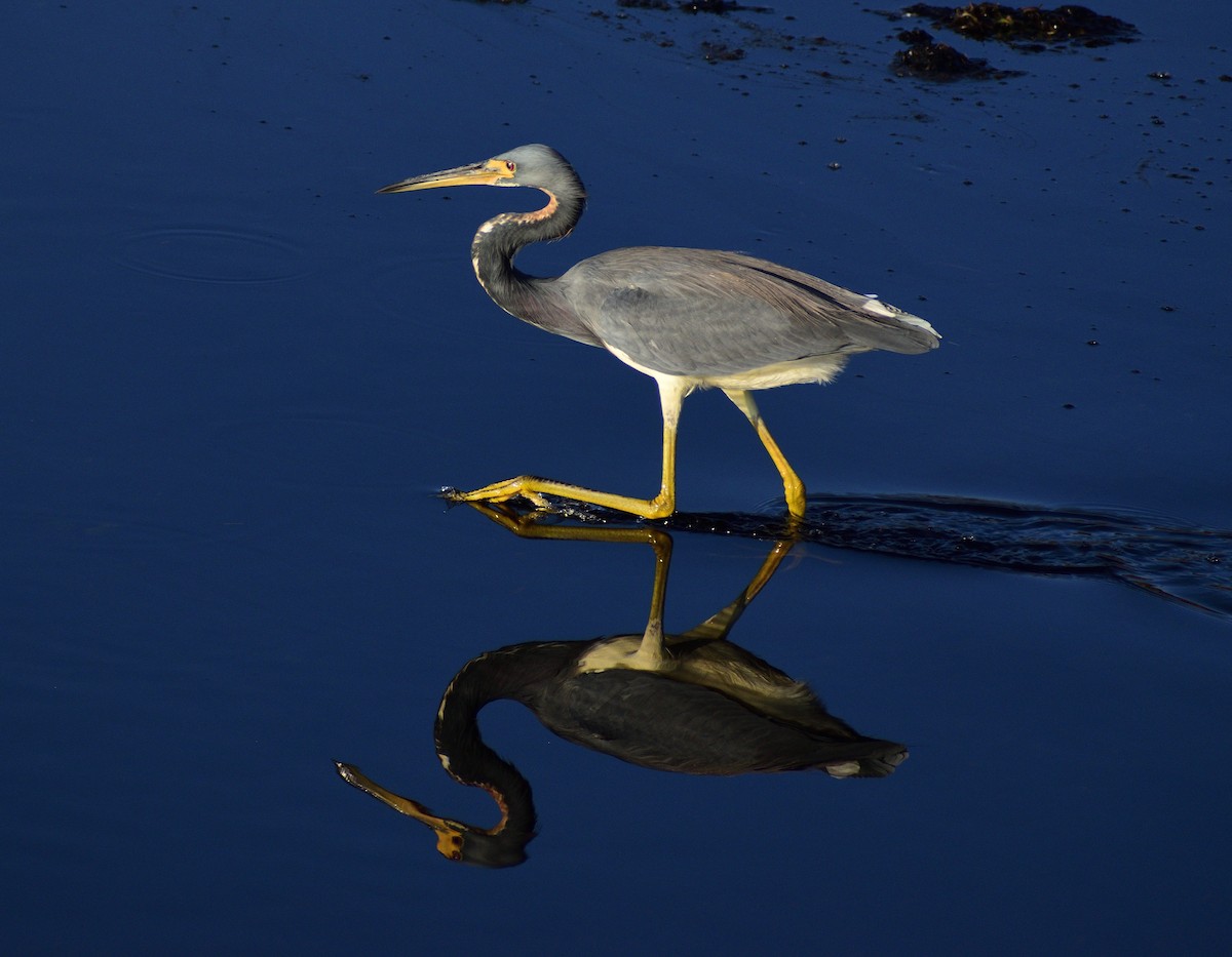 サンショクサギ - ML646364918