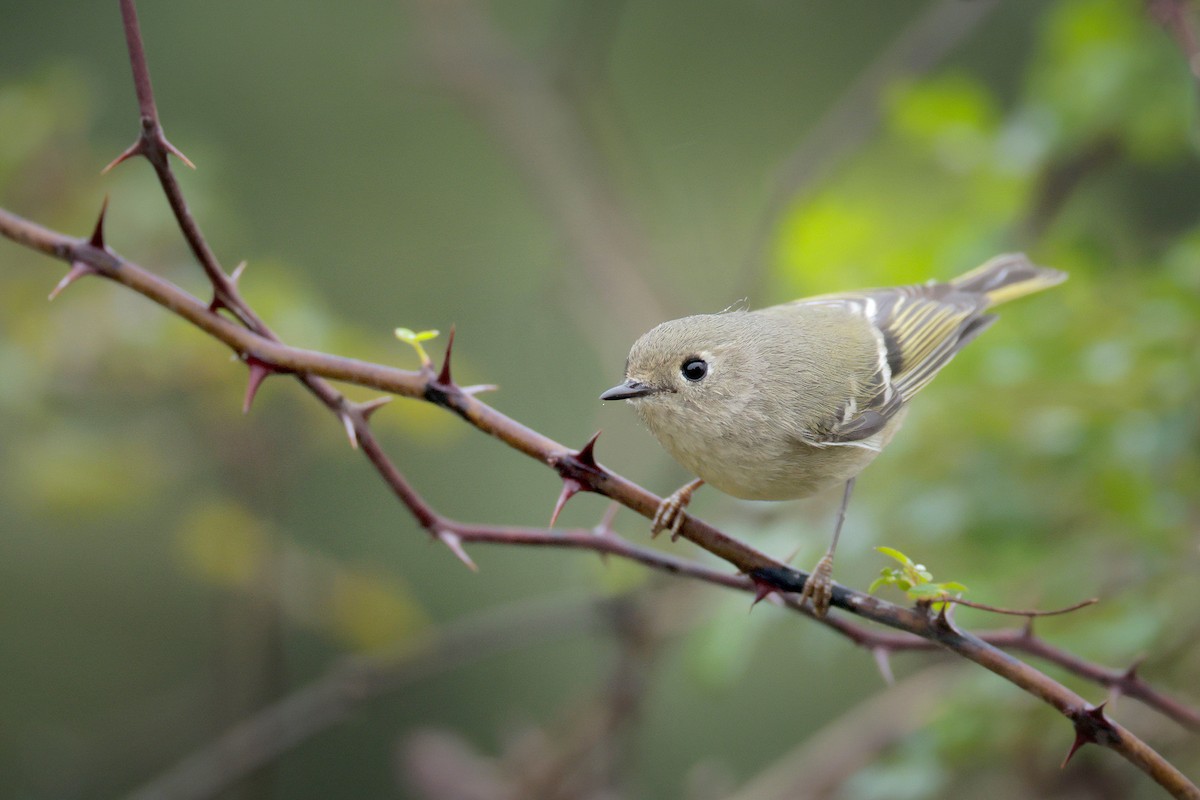 Ruby-crowned Kinglet - ML646364919
