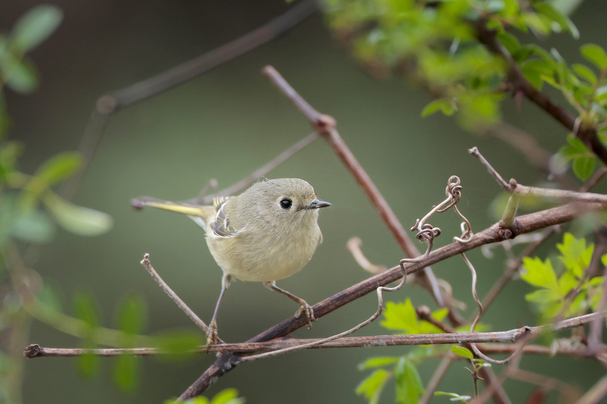 Ruby-crowned Kinglet - ML646364920