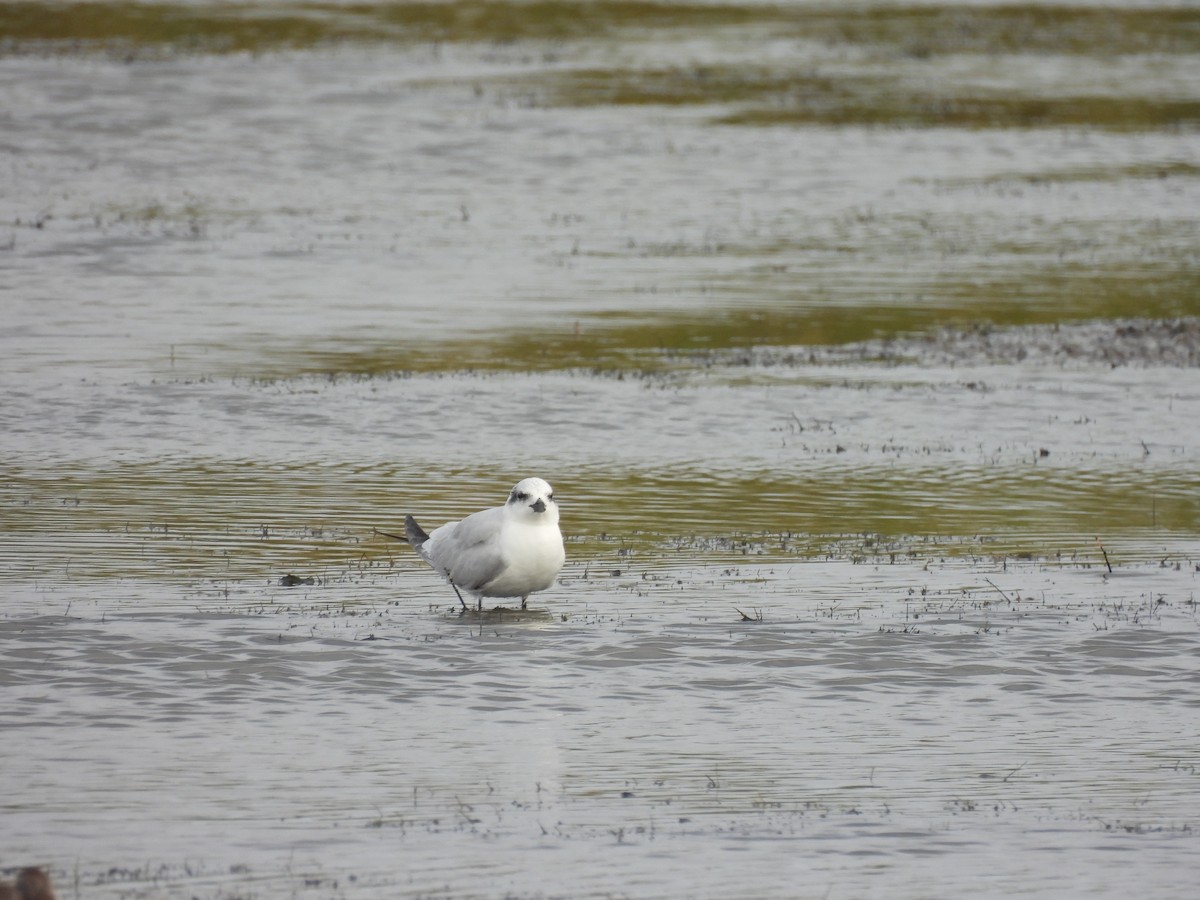 鷗嘴燕鷗 - ML646364927