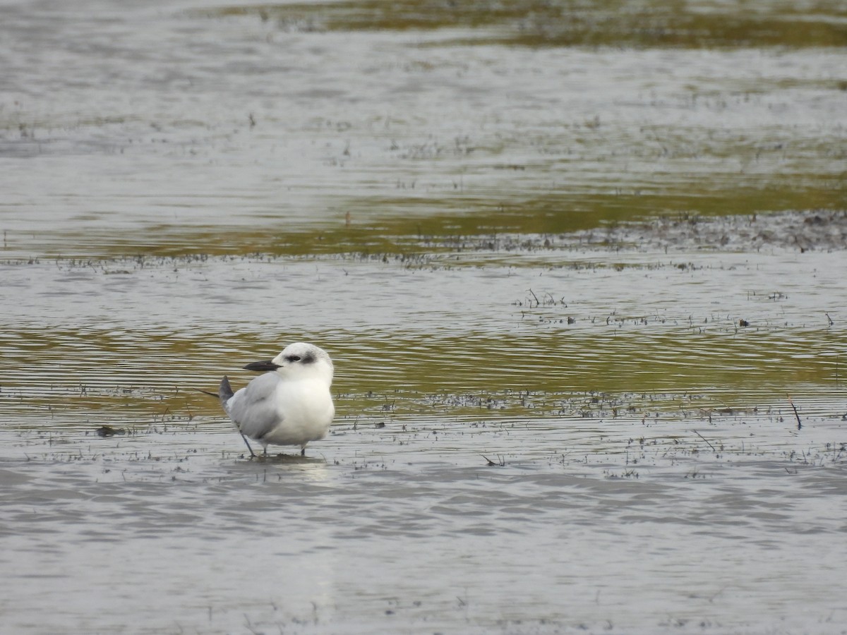 鷗嘴燕鷗 - ML646364928