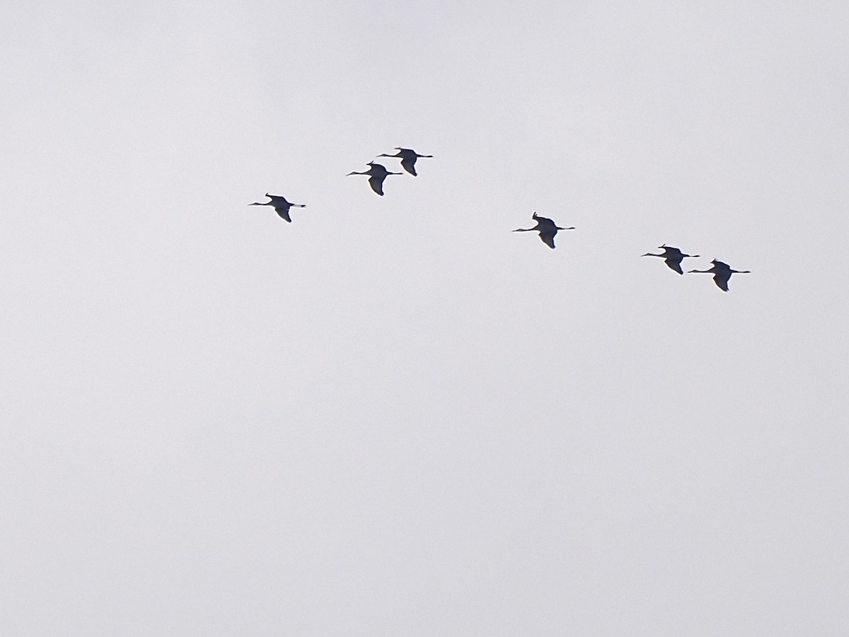 Sandhill Crane - ML646364929