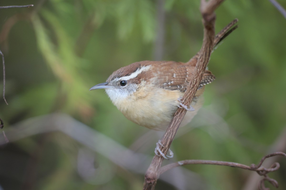 Carolina Wren - ML646364937