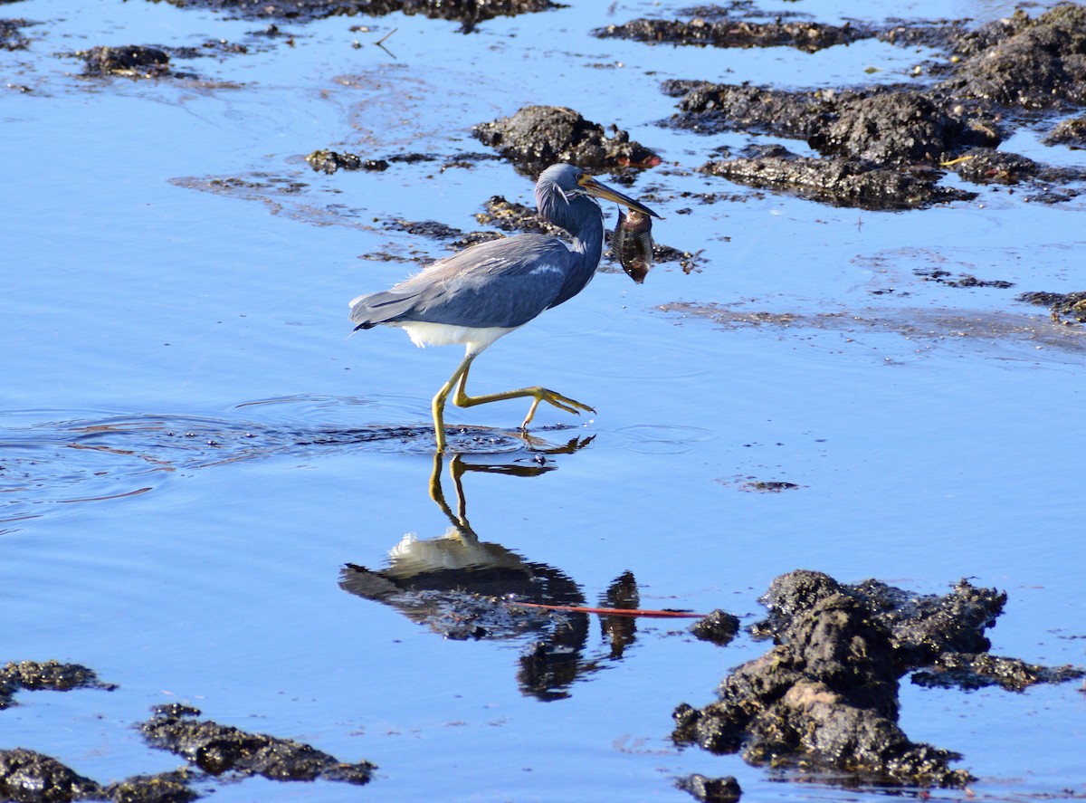 サンショクサギ - ML646364939