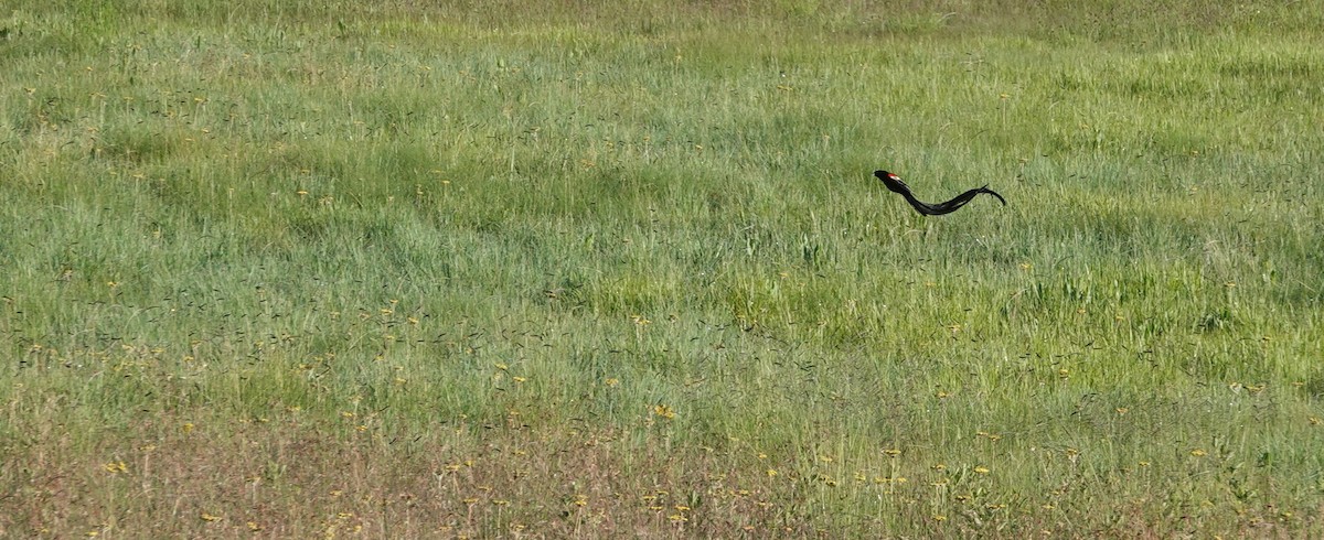 Long-tailed Widowbird - ML646364940