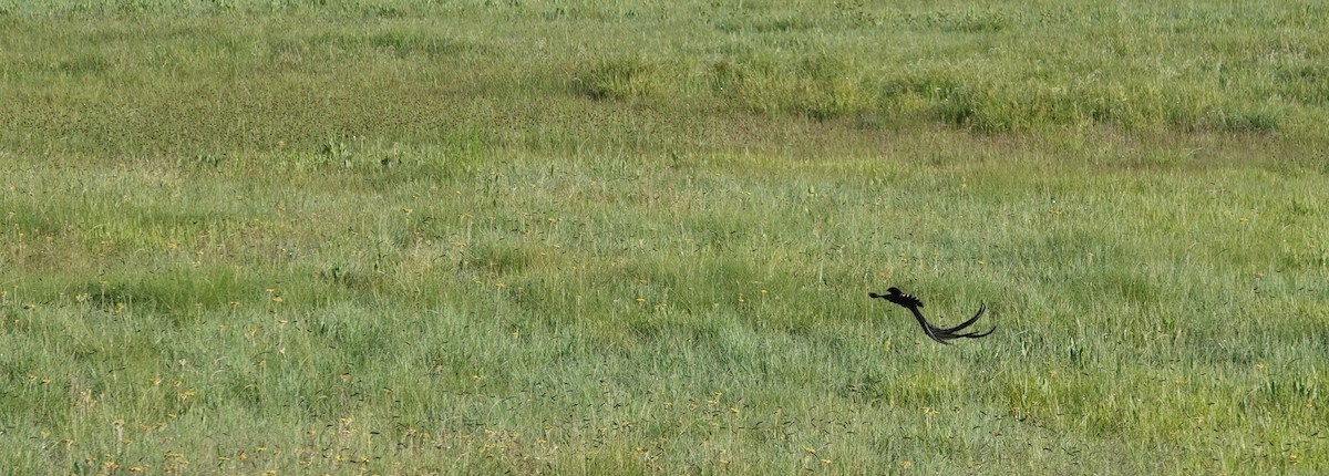 Long-tailed Widowbird - ML646364941